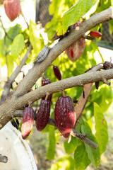 Cacao Tree (Theobroma cacao). Organic cocoa fruit pods in nature. - 772744951