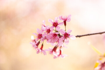 Wild Himalayan Cherry (Prunus cerasoides) or thai sakura flower - 772744965