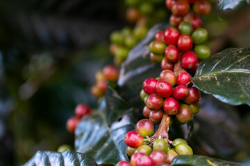 coffee berries by agriculture. Coffee beans ripening on the tree in North of Thailand - 772744997
