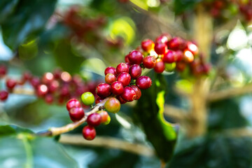 coffee berries by agriculture. Coffee beans ripening on the tree in North of Thailand - 772745121