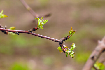 First spring blooming leaves on the twigs of trees