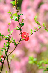 Japanese quince