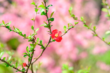 Japanese quince