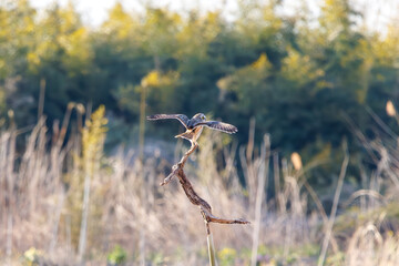 夕暮れに葦原の枝に飛びつく美しいコミミズク（フクロウ科）。

日本国埼玉県、荒川河川敷にて。
2024年3月23日撮影。

A beautiful Short-eard Owl (Asio flammeus, family comprising owls) jump at the branch of a reed bed in twilight.

At Arakawa riverbed, Sai