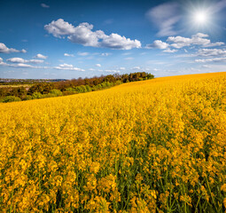 Sunny summer view of field of blooming colza. Picturesque morning scene of countryside. Beauty of...