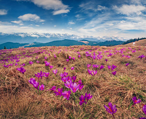 Captivating spring view of blooming crocuses on mountain meadow. Spectacular morning scene of...