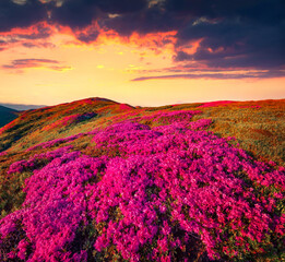 Dramatic sunrise on Chornogora mountain range. Blooming pink rhododendron flowers on Carpathian hills. Beauty of nature concept background.