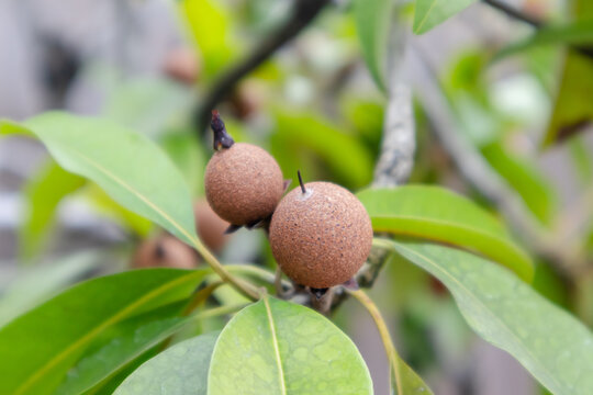 Close up view of Sapodilla fruit or Manilkara zapota on the tree