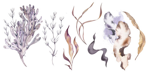 set Seaweed. Algae, Kelp. Watercolor illustration. in lilac color. for design Sea themed, design element, decoration of water entertainment places, parks, Beaches.