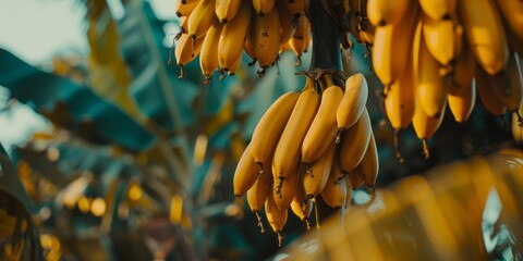 A cluster of ripe bananas hanging from a tree with a blurred background