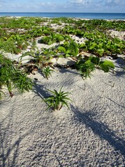 Beach Morning Glory or Ipomoea pes-caprae vines, Cyperus pedunculatus and sandburs grass growing on sand dune beach. Riviera Maya, Mexico
