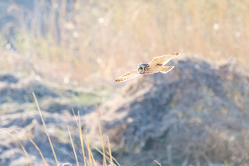 夕暮れに狩りのために葦原を飛翔する美しいコミミズク（フクロウ科）。

日本国埼玉県、荒川河川敷にて。
2024年3月23日撮影。

Beautiful Short-eard Owl (Asio flammeus, family comprising owls) in flight to hunt of a reed bed in twilight.

At Arakawa riverbed, Sa