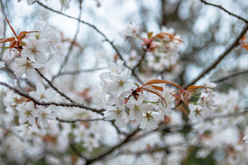 桜開花