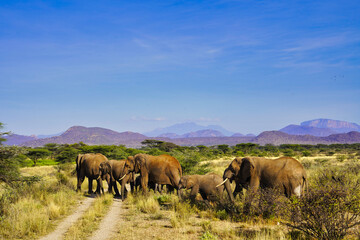 An Elephant herd on the move across the dusty trails of the Buffalo Springs Reserve in the Samburu...