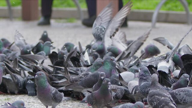 Animal Bird Pigeons on the Ground