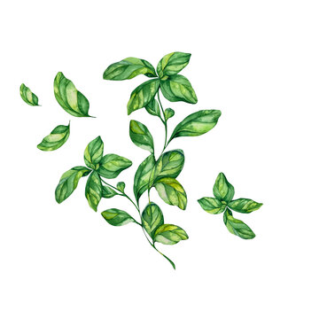 Watercolor Sprig of Green Basil and Leaves isolated on white background. illustration eco-food products. menu, kitchen textile, cookbook, recipes, website design