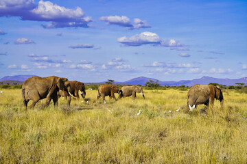 An Elephant herd on the move across the dusty trails of the Buffalo Springs Reserve in the Samburu...
