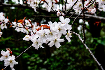 桜開花