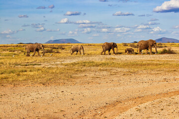 An Elephant herd on the move across the dry savanna of the Buffalo Springs Reserve in the Samburu...