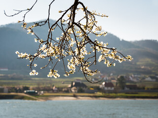apricot trees in blossom in the austrian danube valley wachau - 772755718
