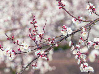 apricot blossom (vintage,soft focus,lens blur) - 772755739