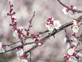 apricot blossom (vintage,soft focus,lens blur) - 772755753