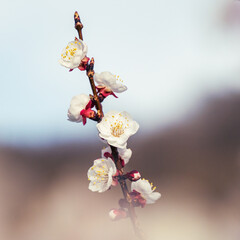 apricot blossom (vintage,soft focus,lens blur)