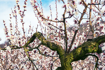 apricot trees in blossom in the austrian danube valley wachau