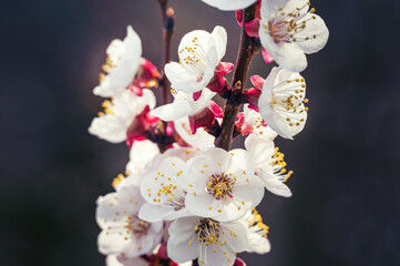apricot blossom (vintage,soft focus,lens blur) - 772755963