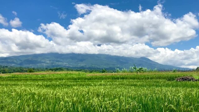 rice plant in the farm field with mountain as background