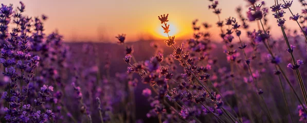 Poster Blooming lavender in a field in Provence. Fantastic summer mood, floral sunset landscape of meadow lavender flowers. Peaceful bright and relaxing nature scenery. © svetograph