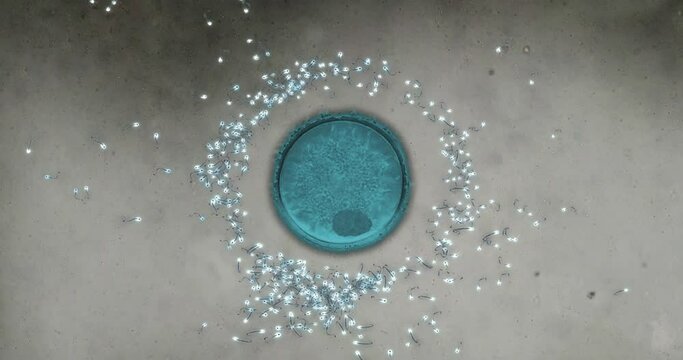 Animated simulation of microscope showing sperm fertilizing egg&mdash;at the end one succeeds.