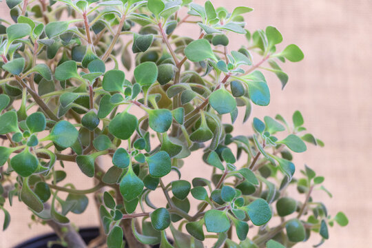 Close up photo of green leaves on the Aichryson, in small pot, on beige background, macro photography