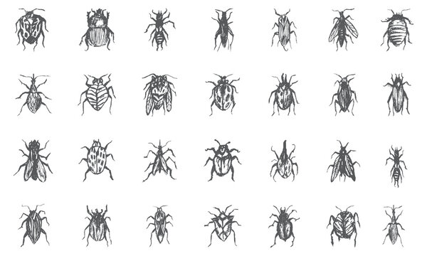 bugs and insects icon bundle