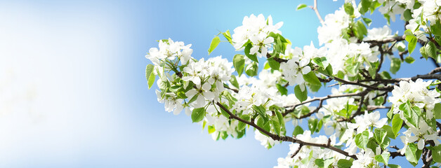 Banner with fresh cherry blossoms, blue sky.  Spring sunny day. Springtime atmospheric mood. Copy space