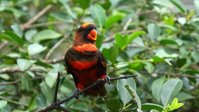 Loud and noisy dusky lory, pseudeos fuscata perched on branch in its natural habitat, bobbing its head and seeking attention, close up shot of the bird species.