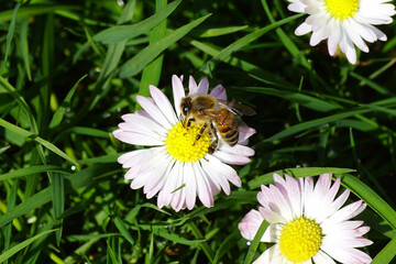 Close up European honey bee (Apis mellifera) on a flower of common daisy Bellis perennis, family Asteraceae. Spring, March, Dutch garden © Thijs de Graaf