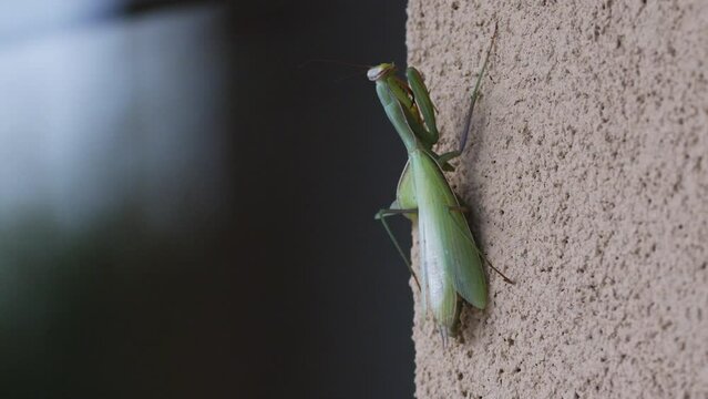 Close-up of Praying Mantis Full Body
