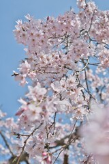 快晴の空と満開の桜