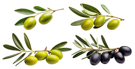 Set of olive branches with ripe and delicious olives, cut out