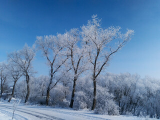Winter beautiful landscape with trees covered with hoarfrost. - 772762117