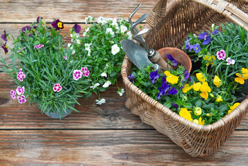 potted flowers  in bloom in a wicker basket and gardening tools on wooden table wet after the rain