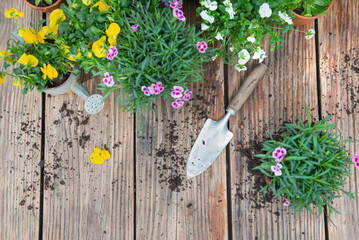 directly above view on colorful spring  flowers in flowerpot with  shovel and dirt on a wooden table