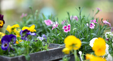 closeup up on beautiful colorful flowers of carnation  and viola in a garden
