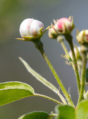 Flowers on a pear tree in spring. Close-up