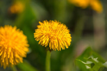 Yellow dandelion flowers in nature in spring