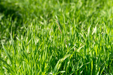 Fresh spring grass on the lawn