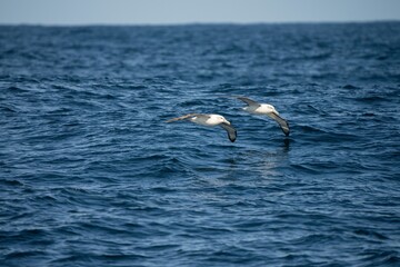 shy albatross and other sea birds feeding and flying over the ocean at the  south west cape in...