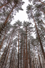 Pine trees in the forest in the snow in winter