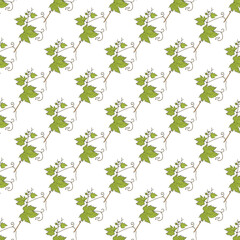 Seamless pattern with grape (Vitis vinifera), edible and medicinal plant. Vector illustration